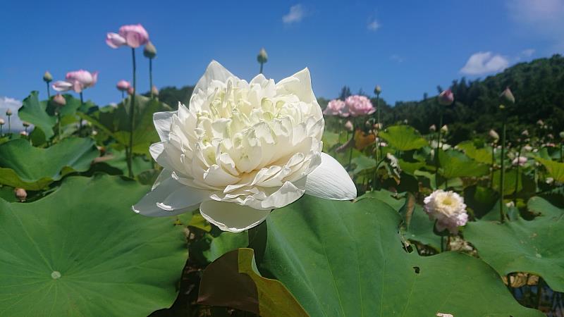 三芝山豬堀-翠綠的荷葉叢中，一枝枝亭亭玉立的荷花非常美麗