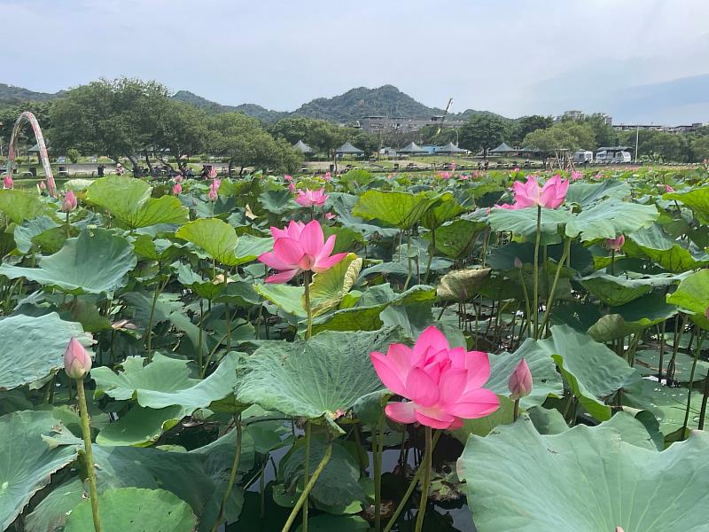 樹林區山佳荷花池位在樹林河濱公園露營區旁