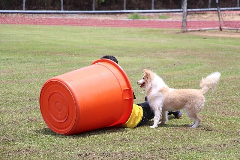 搜救犬進行精采搜索演練找出模擬受困的同學