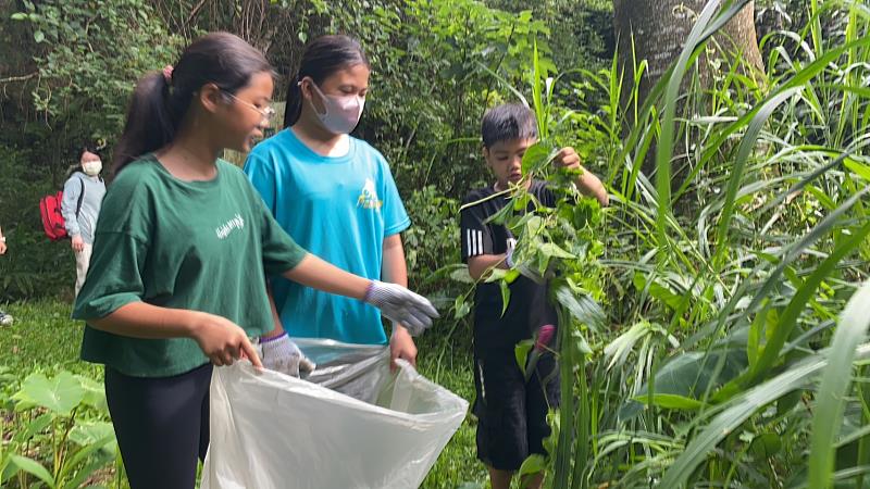 永安國小學生將小花蔓澤蘭裝入塑膠袋