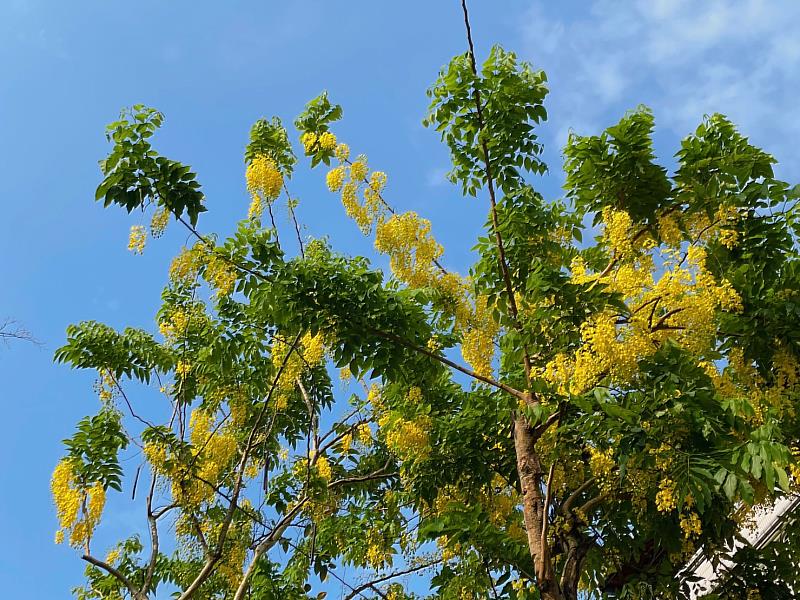 板橋溪北公園阿勃勒與藍天相映