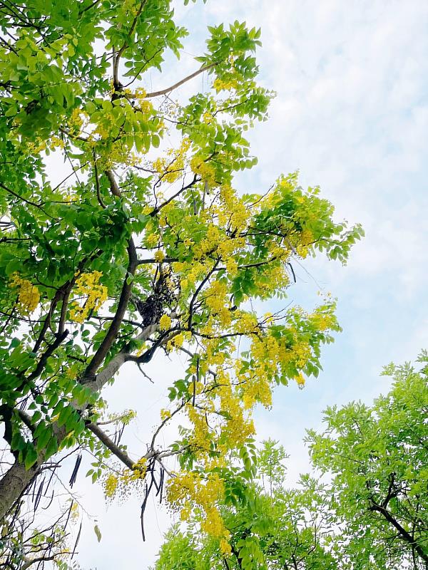 崑崙公園阿勃勒姿態