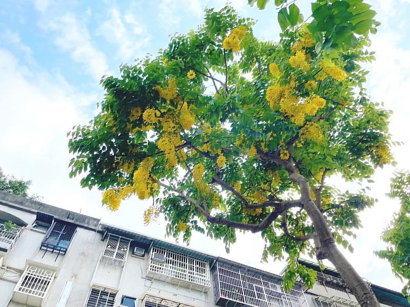 夏季限定的專屬黃金雨