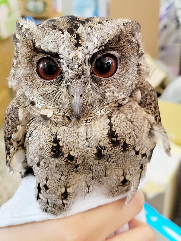 當事領角鴞無辜眼神