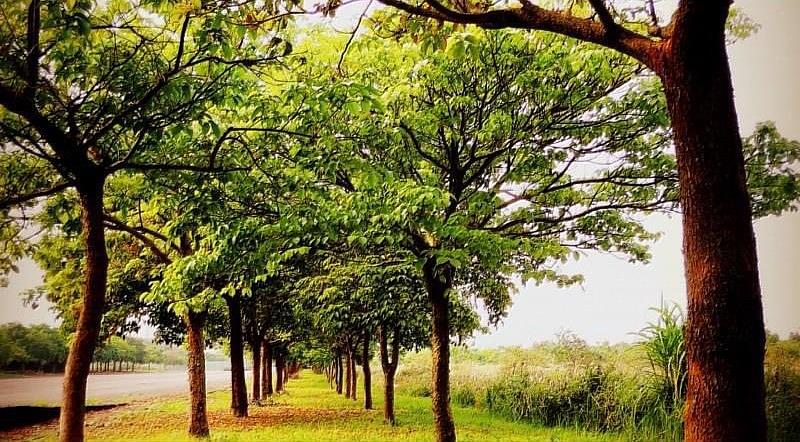 茄苳樹紮深根，很適合做為水土保持樹種；它抗污、遮蔭性高，茄苳又有一個常見的別名「重陽木」，樹如其名，它也是很長壽的樹種。