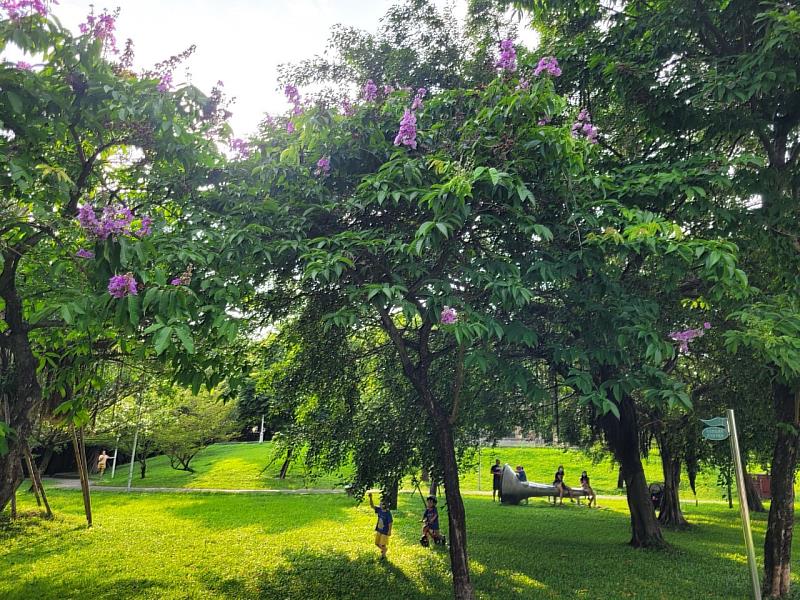 音樂公園賞大花紫薇，大人小孩都開心