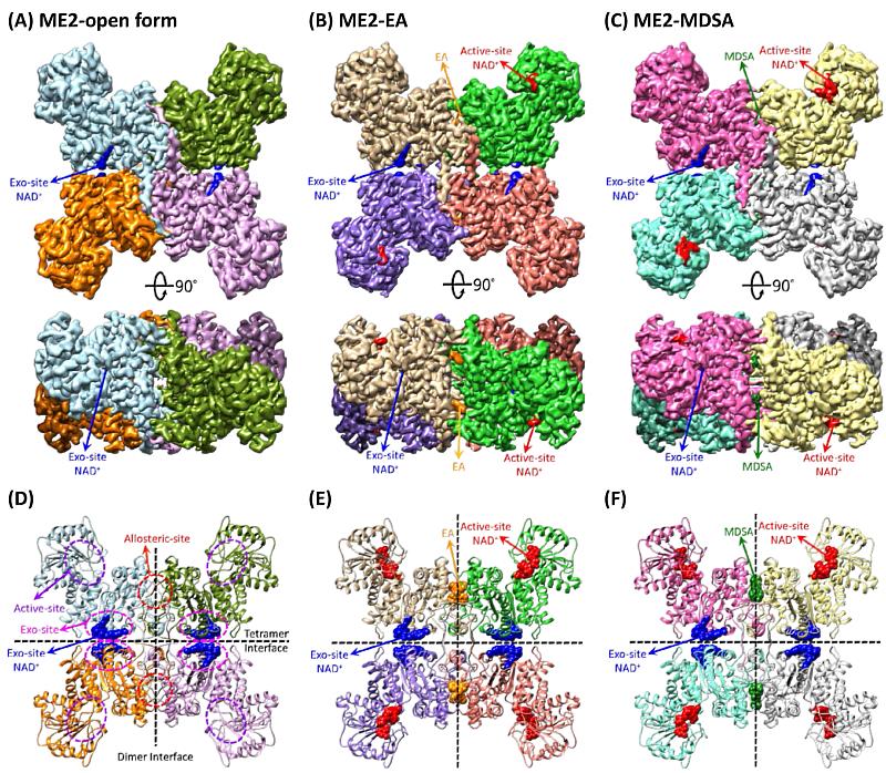 人類粒線體NAD(P)依賴性蘋果酸酶 (Malic enzyme 2，ME2)結構圖