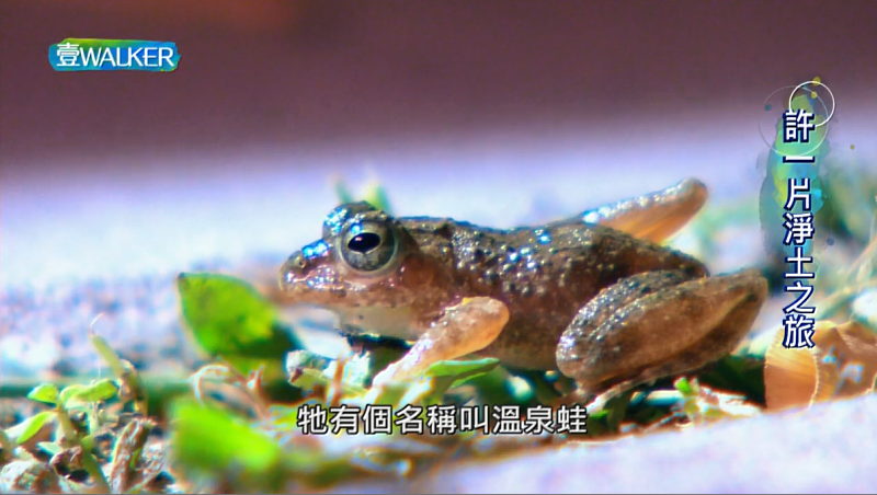 全世界只有台灣才有溫泉蛙(太田樹蛙)，在秧悅美地看的到(來源：壹Walker逗陣行393集影片截圖)。