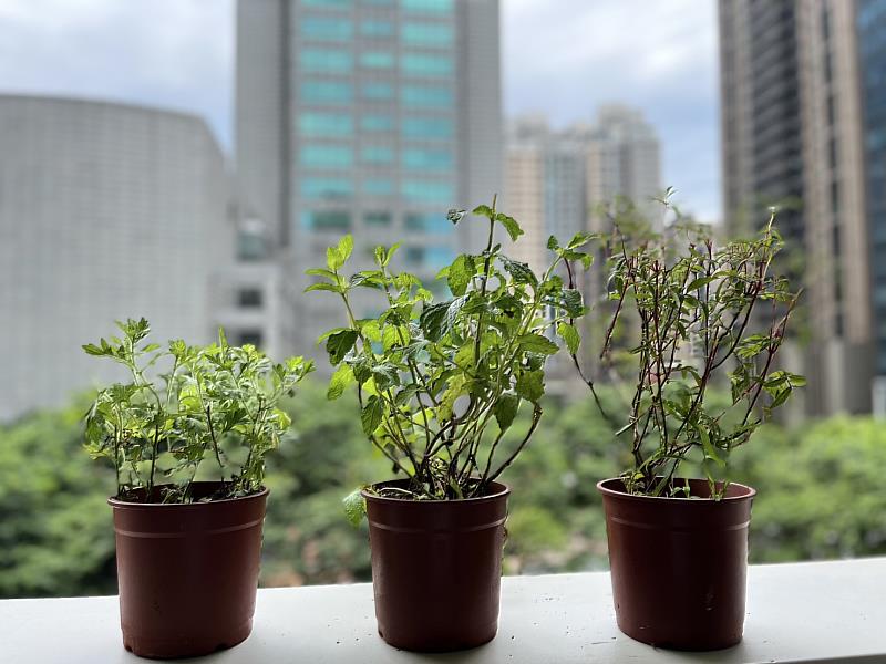 時值炎炎夏日即將到來，民眾不妨利用艾草，結合薄荷、芳香萬壽菊等香草植物製成清爽沁涼的養生飲品(圖由左至右盆栽為艾草、薄荷、芳香萬壽菊)