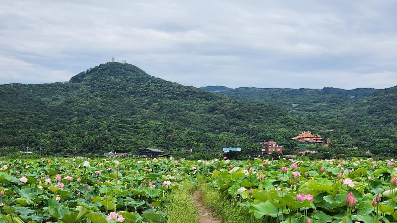 金山清水農地牡丹蓮滿開美景