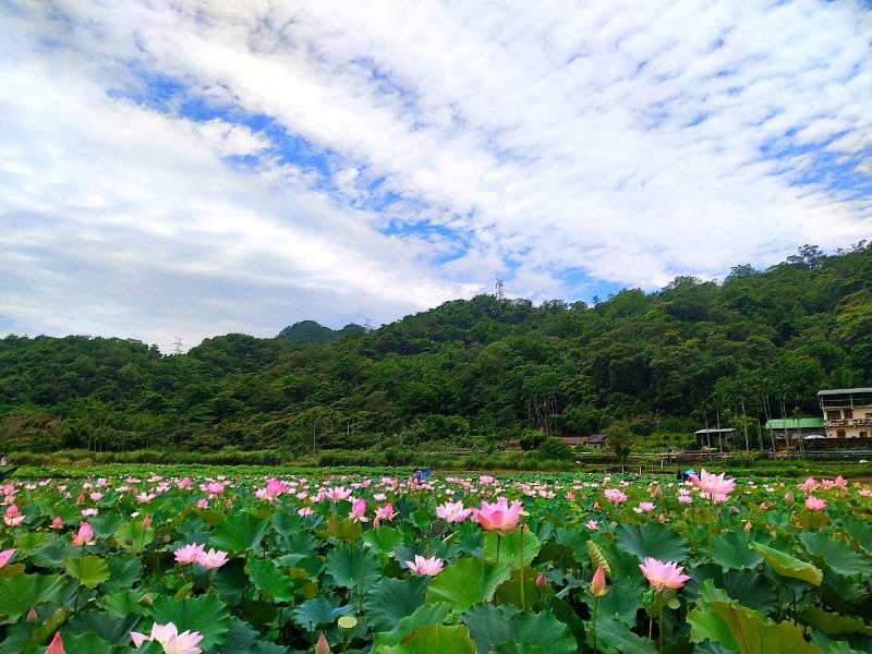 連假期間雙溪上林荷花田滿開綻放中