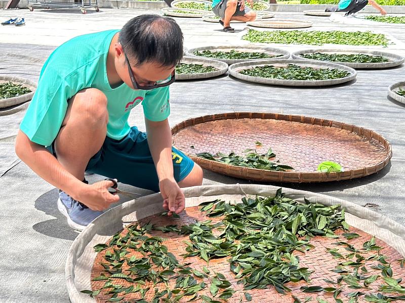 112年度嘉義縣小葉種紅茶製茶技術競賽成績揭曉！優勝者將代表嘉義縣參加全國賽