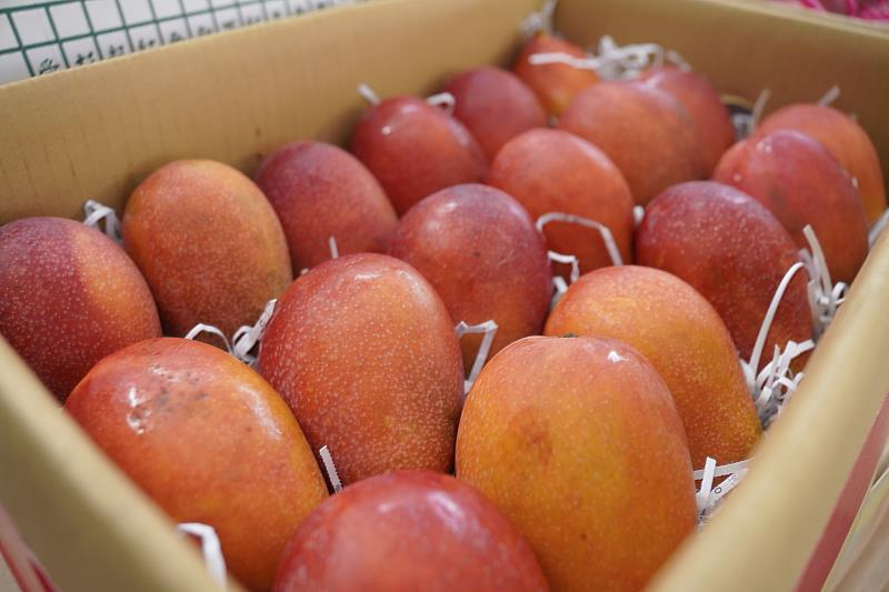 臺灣芒果香甜美味 供應日本校園