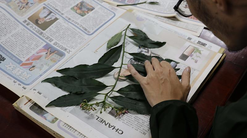 臺博館於開放庫房辦理維管束植物標本製作保存體驗活動