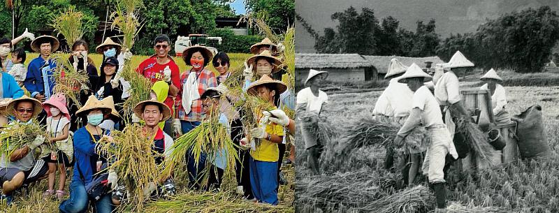 民眾參與六堆園區割禾體驗，並且由客發中心典藏的老照片相互回應