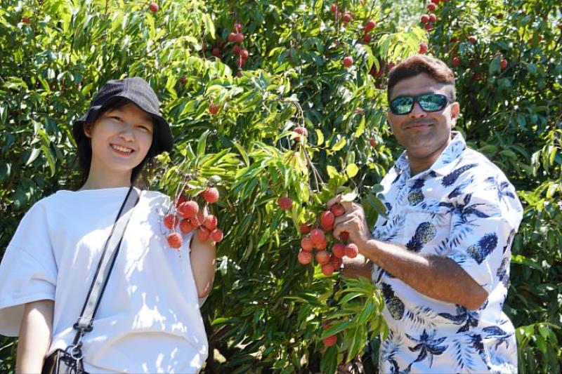 新竹市香山區茄苳里盛產糯米荔枝，皮薄核小、顆粒圓潤飽滿、果肉厚實鮮甜，讓許多外籍生吃了都讚不絕口。