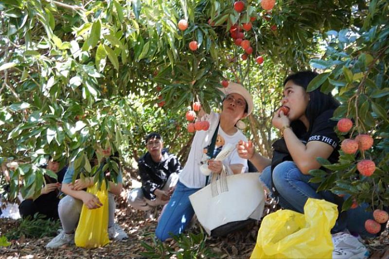 許多外籍生在荔枝園現場現吃，都忍不住直呼：「好甜好好吃！」。