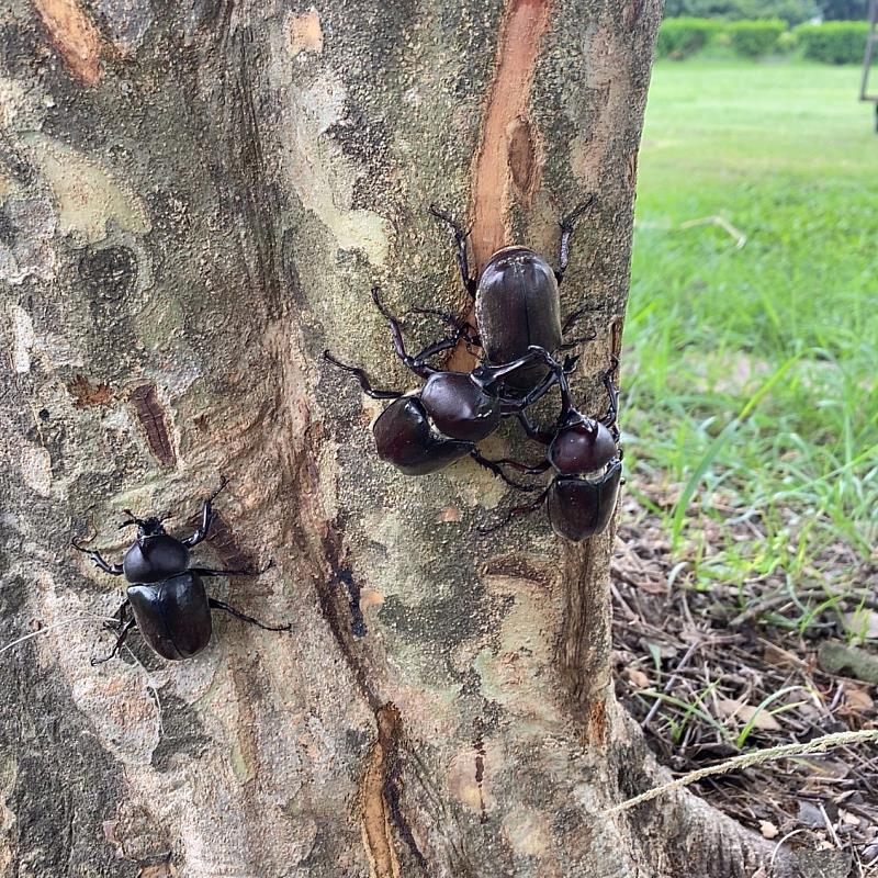 獨角仙繁殖季節到 明華溼地生態園區成觀賞秘境