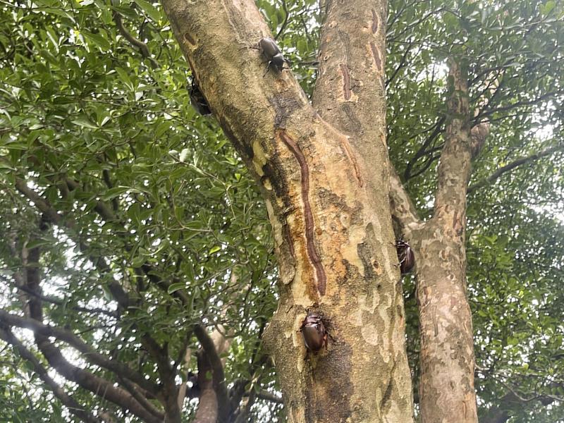 獨角仙繁殖季節到 明華溼地生態園區成觀賞秘境