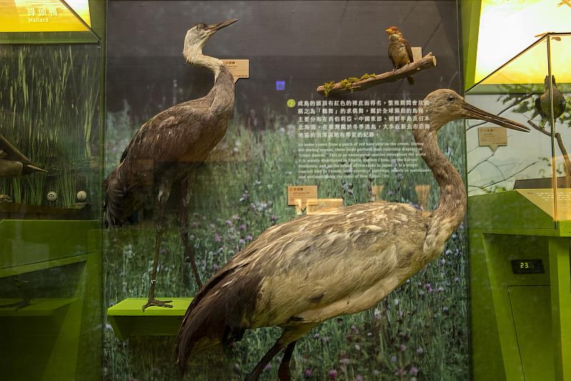 「白頭鶴」（左上）在臺灣屬於冬季迷鳥，目前全球總數不到1萬隻，已被列入世界瀕危物種紅皮書中；「丹頂鶴」（右下）成鳥的頭頂有紅色的裸皮而得名，繁殖期間會共跳稱之為「鶴舞」的求偶舞，屬於全球瀕危的鳥種。
