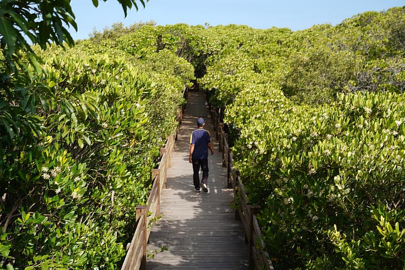 新竹縣新豐鄉有著龍貓隧道之稱的「新豐紅樹林生態保護區」，已成為新竹縣重要景點之一