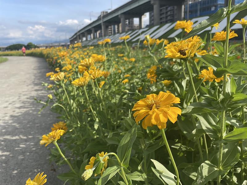 新北大都會公園「百日草」橘黃花毯美不勝收，花期預計可至 8 月