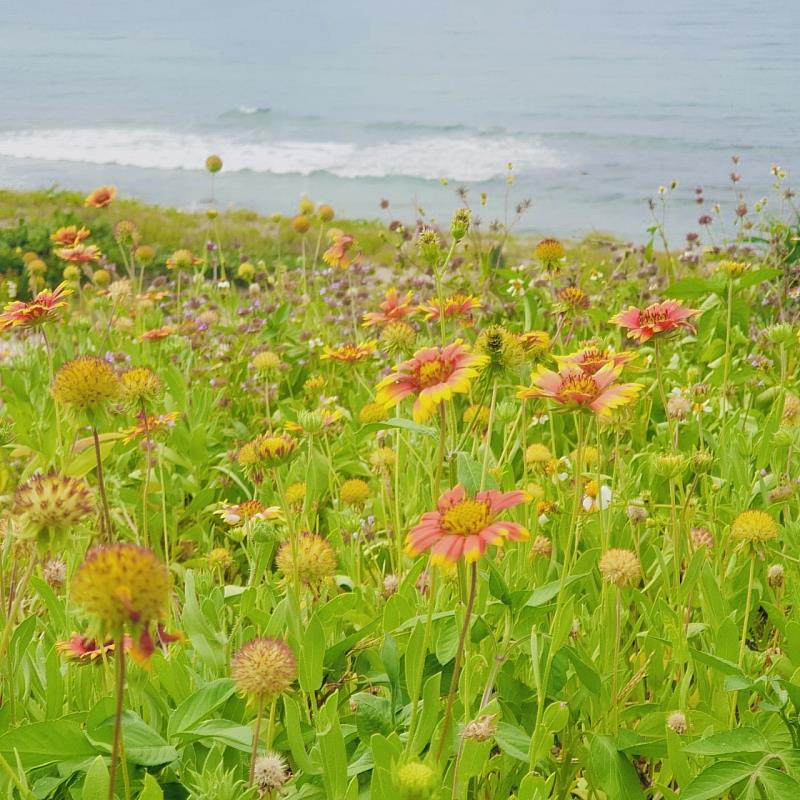 新北市石門區風箏公園與海景相襯的天人菊花海美不勝收