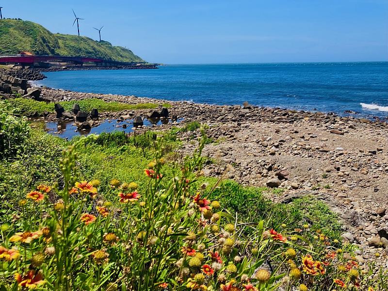 新北市石門區核能發電廠旁也有橘色花毯和療癒海景，搭公車即可抵達