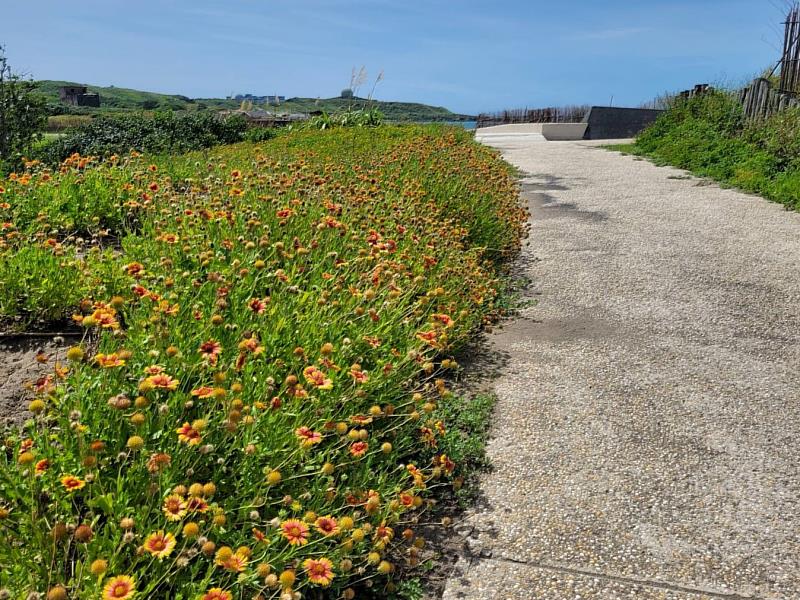 新北石門風箏公園無敵海景加持「天人菊花海」美如畫