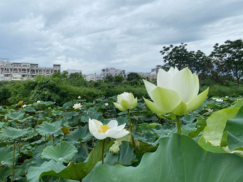 臺東環保局結合東海國小推廣太平溪濕地環境教育獲佳績 榮獲全縣海報徵選活動兩大獎項！