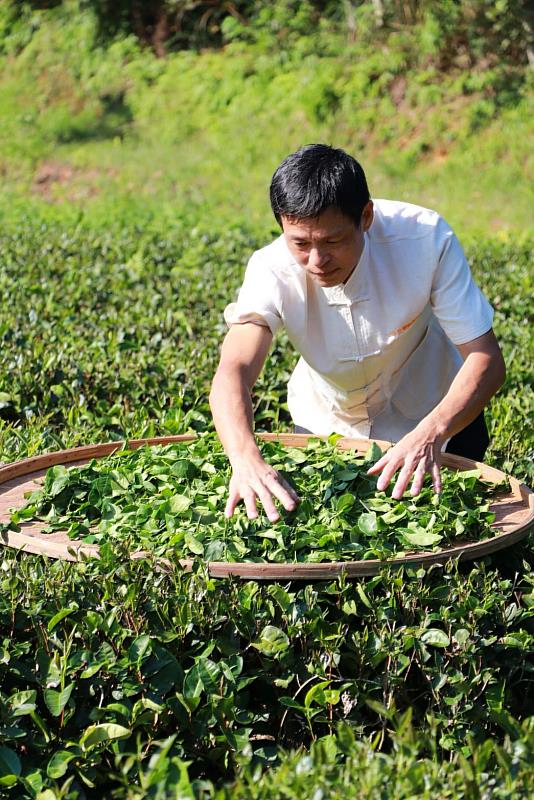 自然孕育的清香優質有機茶