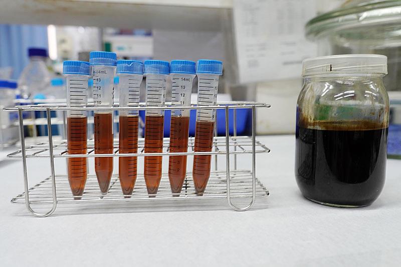 大葉大學藥保系學生獲國科會計畫獎助，研究馬告果與葉的抗氧化能力