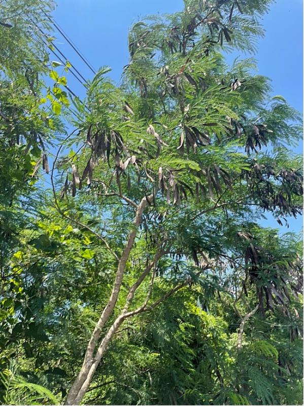 銀合歡樹型及果莢