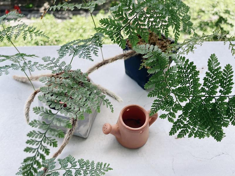 蕨類植栽讓人聯想到涼爽的山林