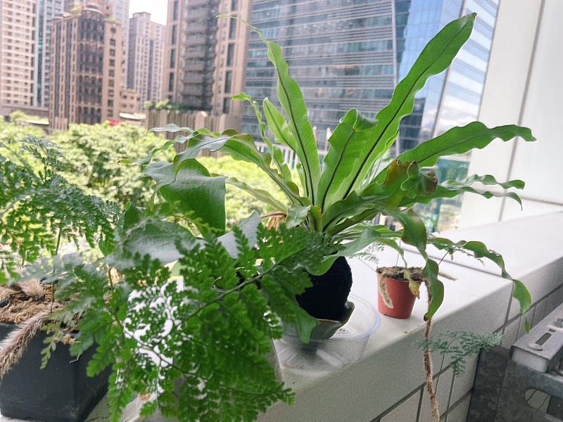 在陽台打造屬於自己的綠色秘境