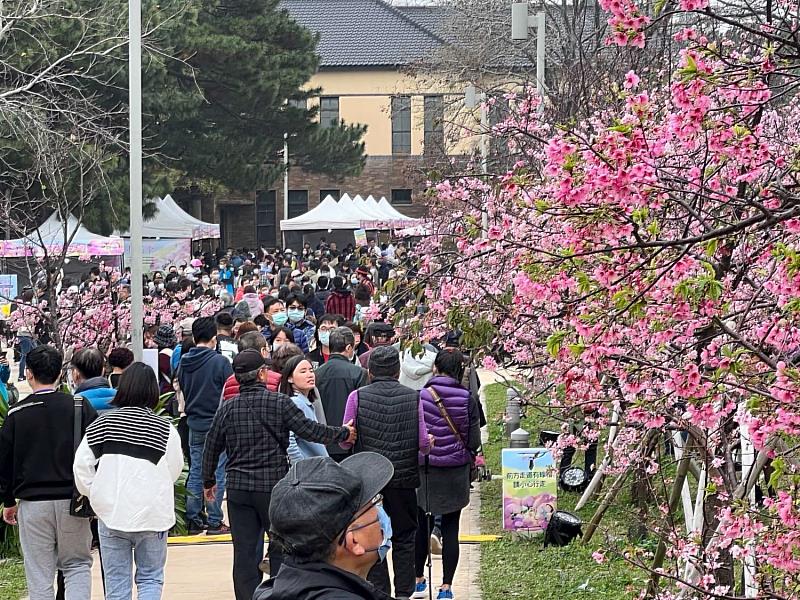 市府2月舉辦新竹公園櫻花季活動，創下單日近4萬遊客到訪新紀錄