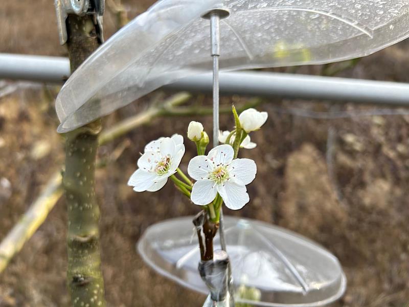 需要幫每朵梨花撐起小雨傘，防止降雨影響梨花授粉。