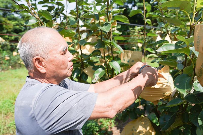 蜜雪梨為水梨界的嬌客需要細心栽培