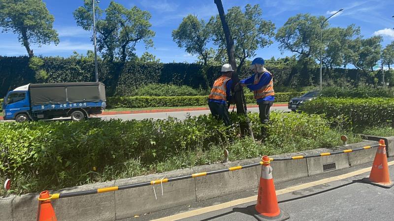 49條重要道路例行修剪及檢整支架設置