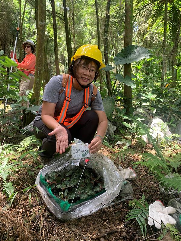 林業署嘉義分署今年帶領去年度參與民眾再訪土匪山，查看金線連生長狀況