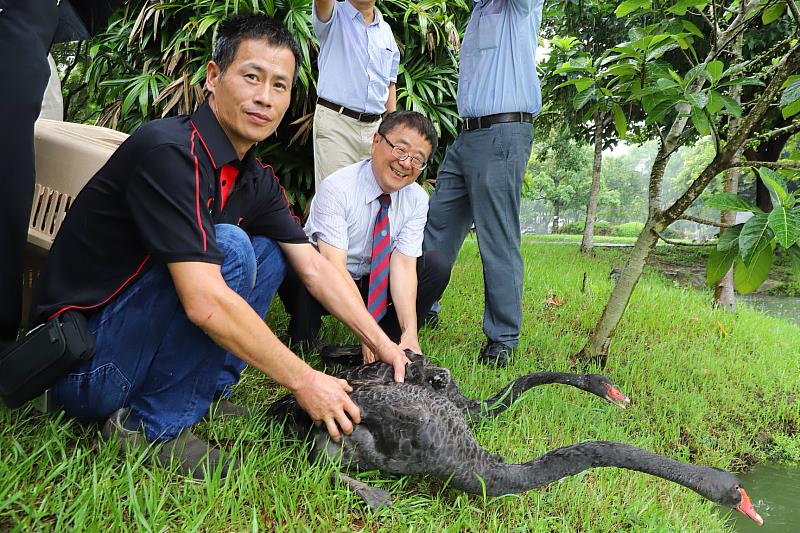 興大詹富智校長（右）與大久珍禽場場主范進軒（左）共同放黑天鵝下水