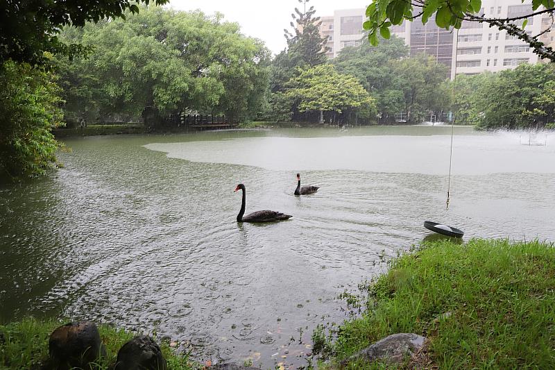 中興湖喜迎黑天鵝一對