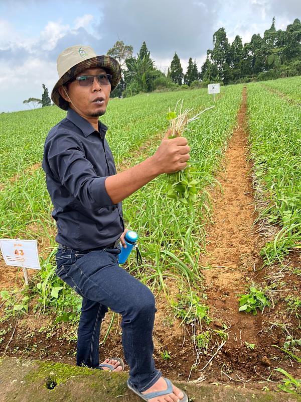 印尼全球農業股份有限公司員工介紹主要農作物「青蒜」