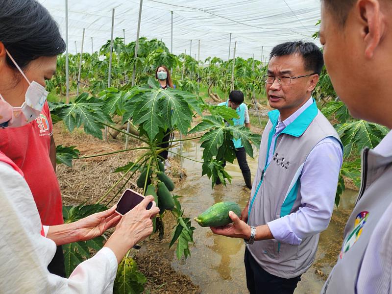 農業部陳吉仲部長視察南投縣埔里鎮木瓜災損情形