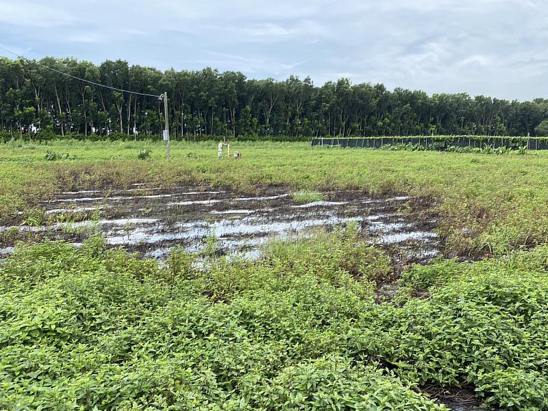 農業部公告嘉義縣水上鄉、中埔鄉仙草災損現金救助 8月12日至8月21日受理