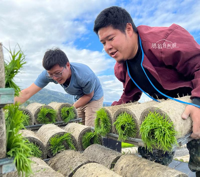 迷迭香有機豆奶使用花蓮在地小農「心地善糧農產行」王彥棠有機栽培的花蓮一號黃豆(圖片來源:心地善糧農產行)。