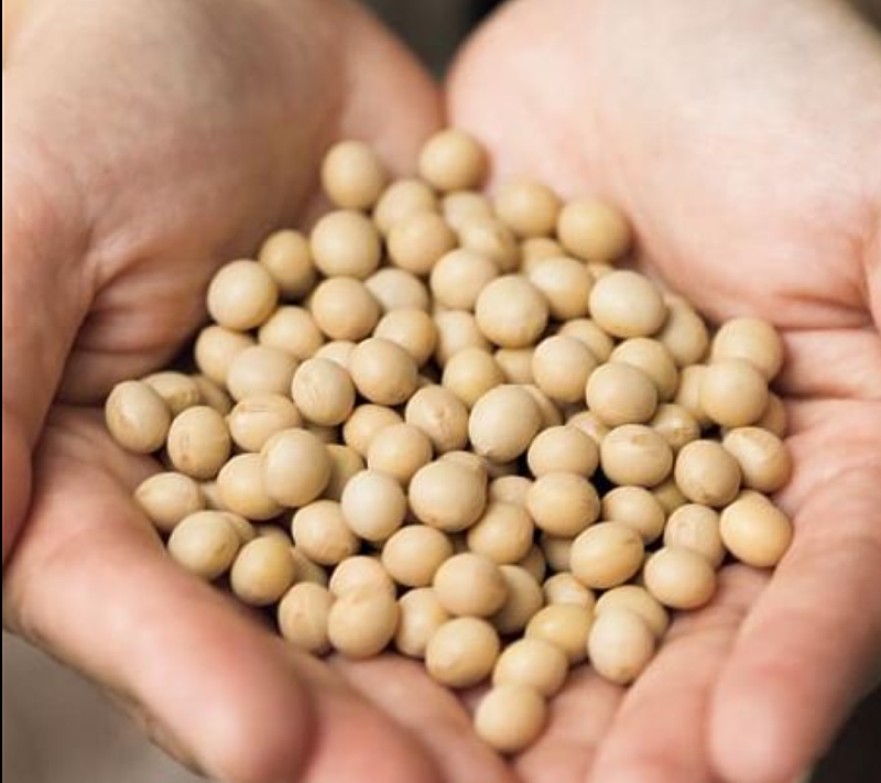 秧田良品出產的迷迭香有機豆奶，原料百分之百取自於花蓮嚴選1號非基改有機黃豆(示意圖)。