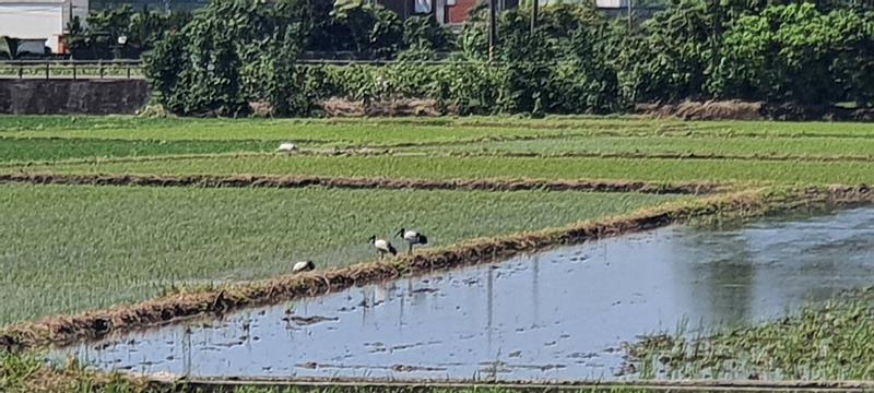 埃及聖䴉出沒，林業署花蓮分署啟動清零移除。