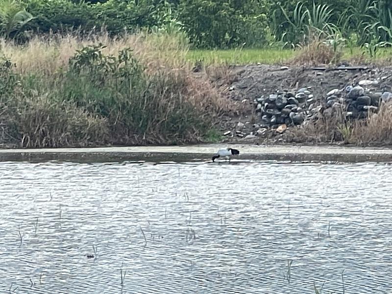 埃及聖䴉出沒，林業署花蓮分署啟動清零移除。