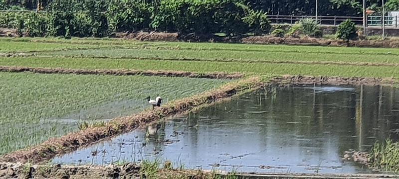 埃及聖䴉出沒，林業署花蓮分署啟動清零移除。